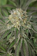 Amherst Sour Diesel Feminised Seeds