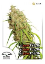 Desfran Feminized Seeds
