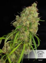 Desfran Feminized Seeds - Image 2
