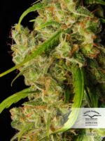 Desfran Feminized Seeds - Image 3