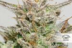 Desfran Feminized Seeds - Image 4