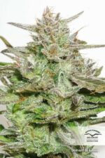 Desfran Feminized Seeds - Image 5
