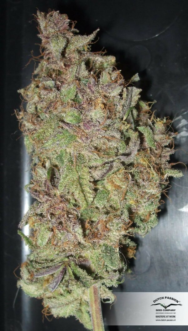 Desfran Feminized Seeds - Image 6