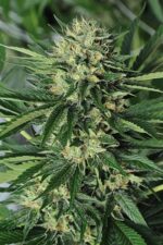 Dr Greenthumb's Em - Dog Feminised Seeds