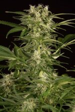 Lemon Juice Express Auto Feminised Seeds