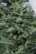 Sour Diesel 2 Feminised Seeds - Image 2
