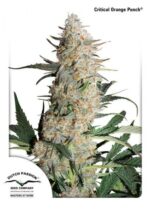 Critical Orange Punch Feminized Seeds