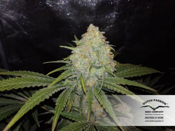 Critical Orange Punch Feminized Seeds - Image 2