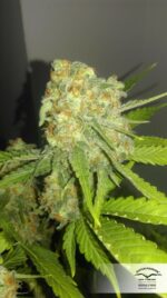 Critical Orange Punch Feminized Seeds - Image 3