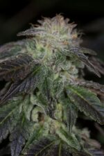 OG Kush Feminised Seeds - Image 2