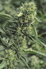 OG Kush Feminised Seeds - Image 3