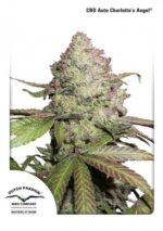 Charlotte's Angel CBD Auto Feminized Seeds