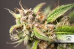 Charlotte's Angel CBD Auto Feminized Seeds - Image 2