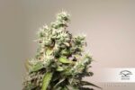 Charlotte's Angel CBD Auto Feminized Seeds - Image 3