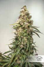 Charlotte's Angel CBD Auto Feminized Seeds - Image 4