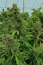 Chemdawg Feminised Seeds - Image 2