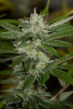 Chemdawg Feminised Seeds - Image 3