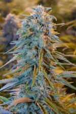 Blue Dream Feminised Seeds