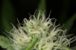Blue Dream Feminised Seeds - Image 2
