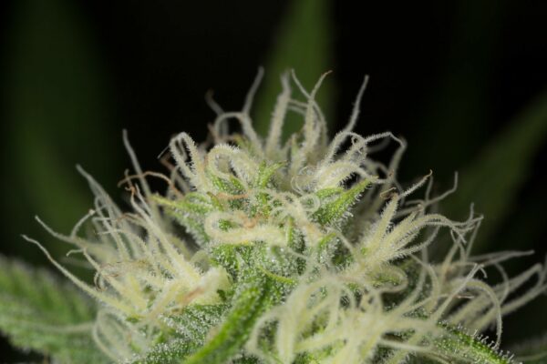 Blue Dream Feminised Seeds - Image 2