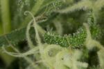 Blue Dream Feminised Seeds - Image 3