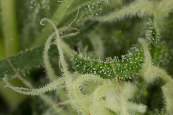 Blue Dream Feminised Seeds - Image 3