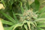 Blue Dream Feminised Seeds - Image 4