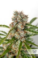 Orange Bud Auto Feminised Seeds - Image 2