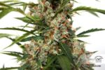 Orange Bud Auto Feminised Seeds - Image 3