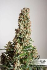 Orange Bud Auto Feminised Seeds - Image 4
