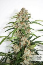 Orange Bud Auto Feminised Seeds - Image 5