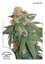 Orange Bud Auto Feminised Seeds