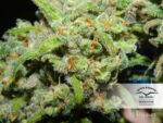 Orange Bud Feminized Seeds - Image 3