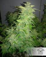 Orange Bud Feminized Seeds - Image 4
