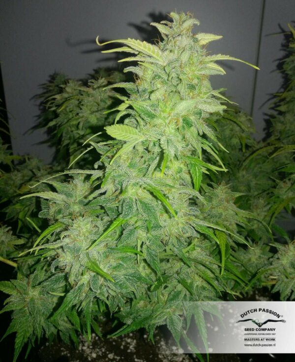 Orange Bud Feminized Seeds - Image 4