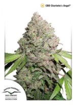 Charlotte's Angel CBD Feminised Seeds