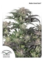 Bubba Island Kush Feminized Seeds