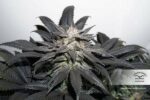 Bubba Island Kush Feminized Seeds - Image 2
