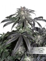 Bubba Island Kush Feminized Seeds - Image 3