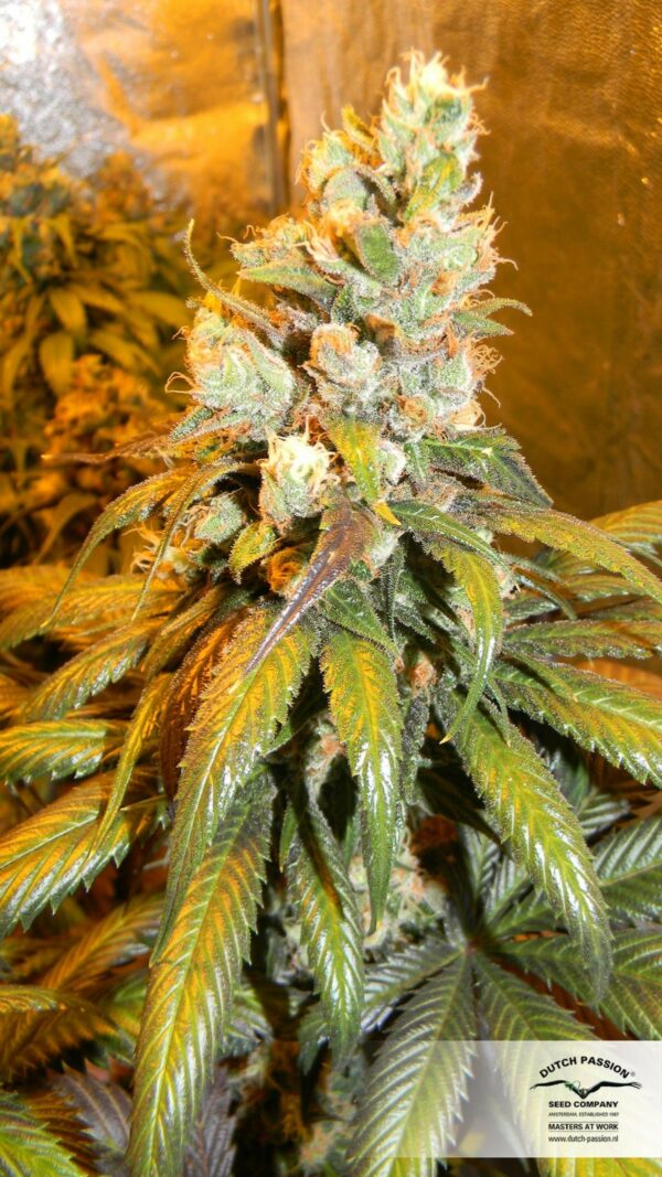 Bubba Island Kush Feminized Seeds - Image 4