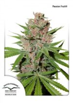 Passion Fruit Feminized Seeds