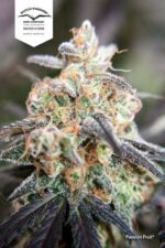 Passion Fruit Feminized Seeds - Image 2