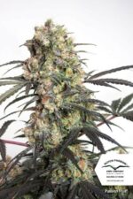 Passion Fruit Feminized Seeds - Image 3