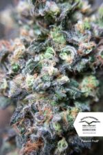 Passion Fruit Feminized Seeds - Image 4