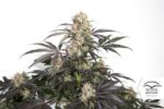 Passion Fruit Feminized Seeds - Image 5