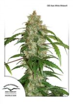 White Widow CBD Auto Feminized Seeds