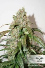 White Widow CBD Auto Feminized Seeds - Image 2