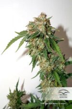 White Widow CBD Auto Feminized Seeds - Image 3