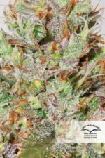 White Widow CBD Auto Feminized Seeds - Image 4