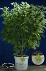 Skunk 1 Regular Seeds - 10 - Image 2